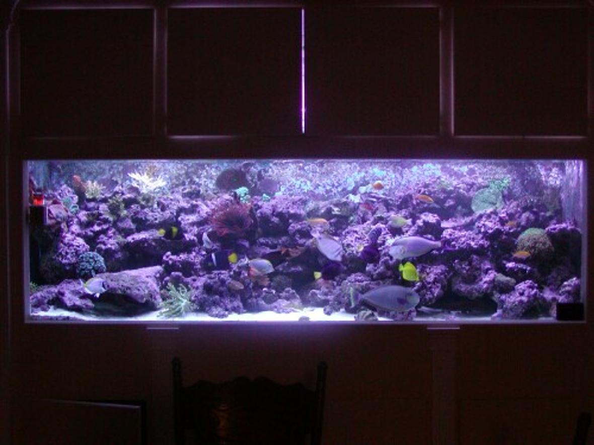 542 gallons reef tank (mostly live coral and fish) - *Our 540 gallon Reef* This photo was taken right after Hurricane Katrina. A couple fish and corals have died since.