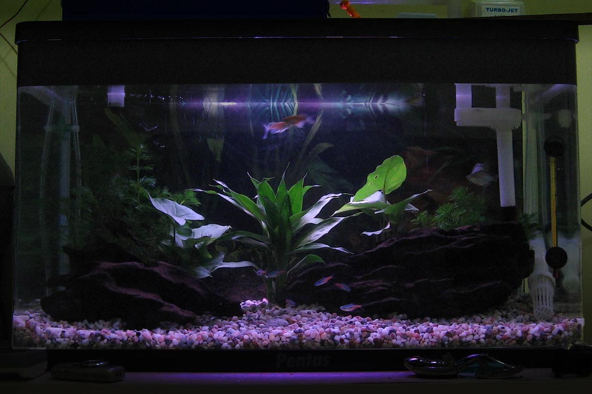 15 gallons freshwater fish tank (mostly fish and non-living decorations) - Moonlight in my aquarium