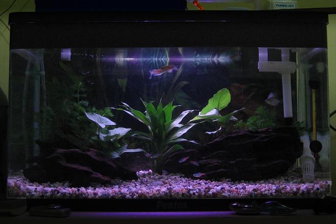 15 gallons freshwater fish tank (mostly fish and non-living decorations) - Moonlight in my aquarium