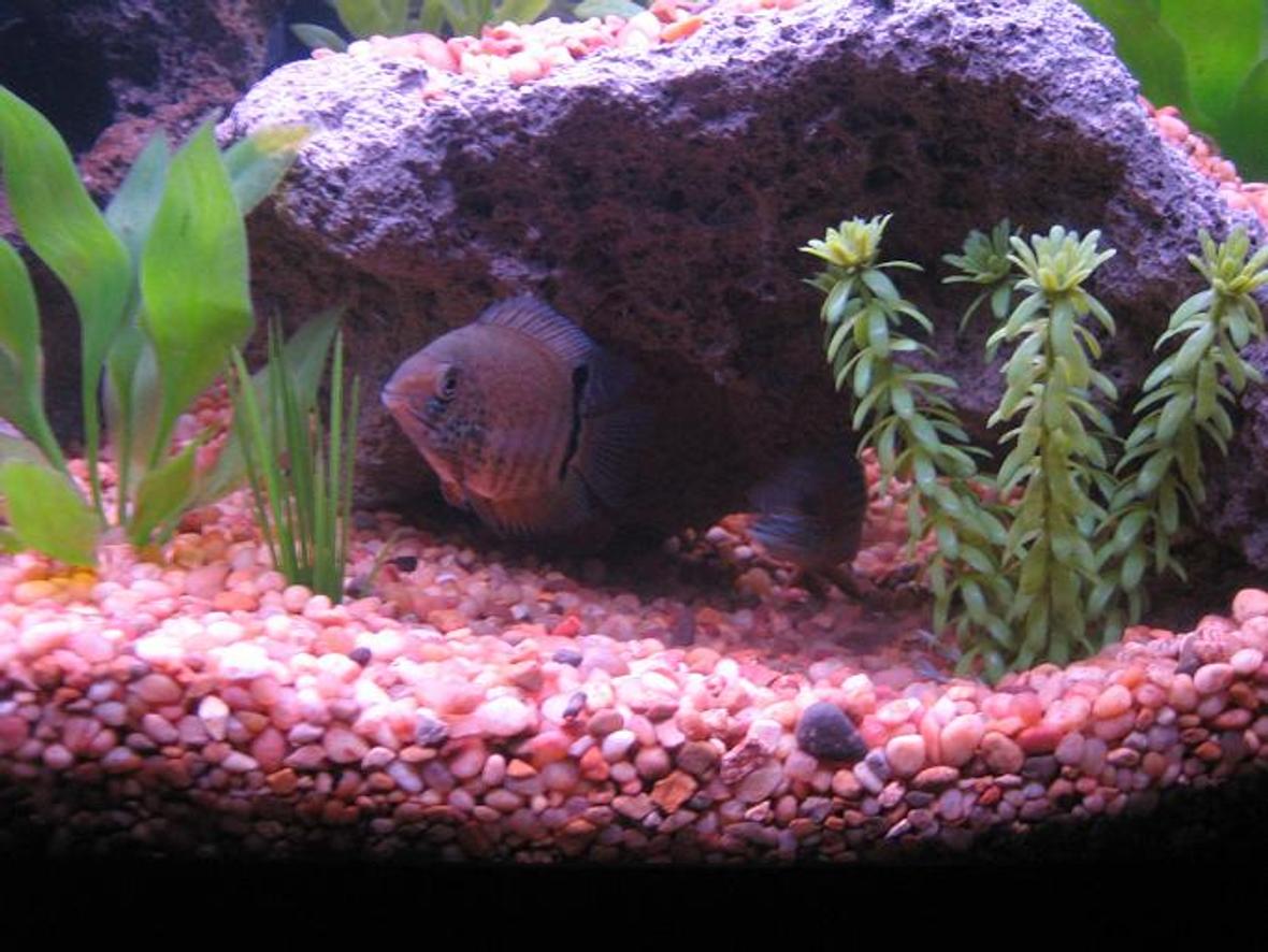 freshwater fish - heros serverus - green severum stocking in 30 gallons tank - 2" Turquois Severum