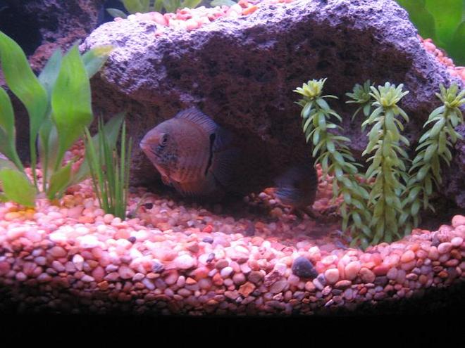 freshwater fish - heros serverus - green severum stocking in 30 gallons tank - 2" Turquois Severum