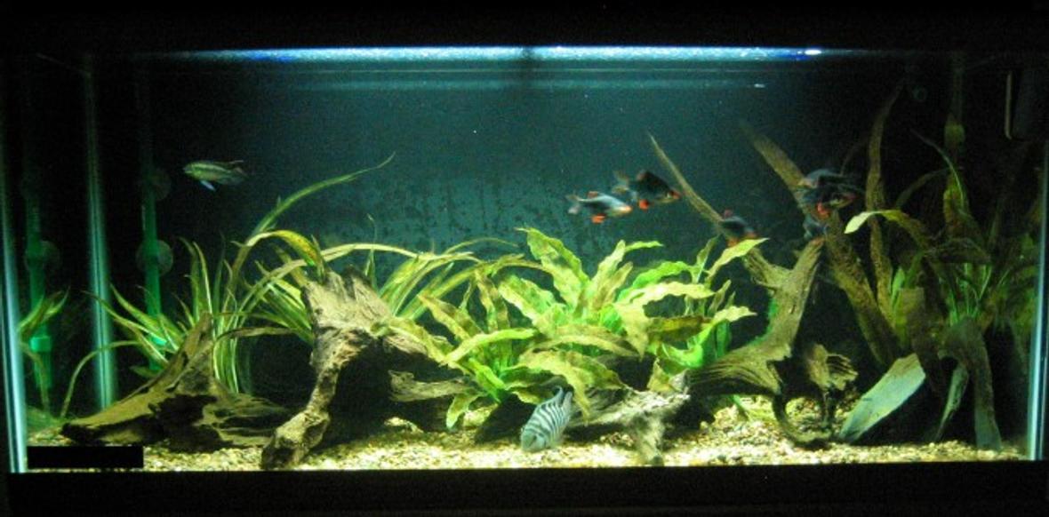 30 gallons freshwater fish tank (mostly fish and non-living decorations) - 30g long convict breeding tank