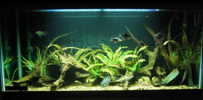 30 gallons freshwater fish tank (mostly fish and non-living decorations) - 30g long convict breeding tank