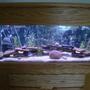 45 gallons freshwater fish tank (mostly fish and non-living decorations) - 45 gallon cicclid tank