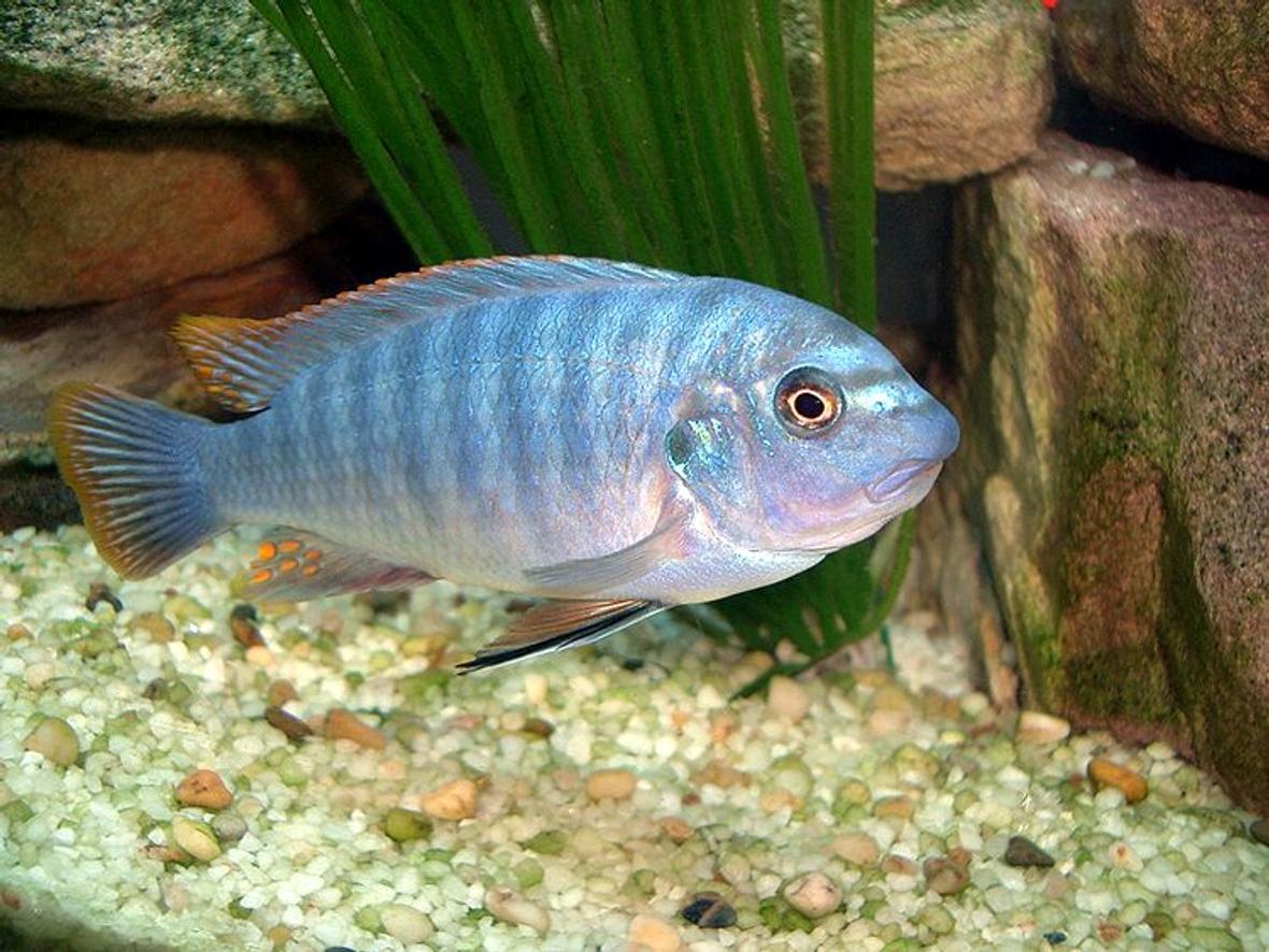 freshwater fish - labidochromis sp. - hongi stocking in 35 gallons tank - magiver