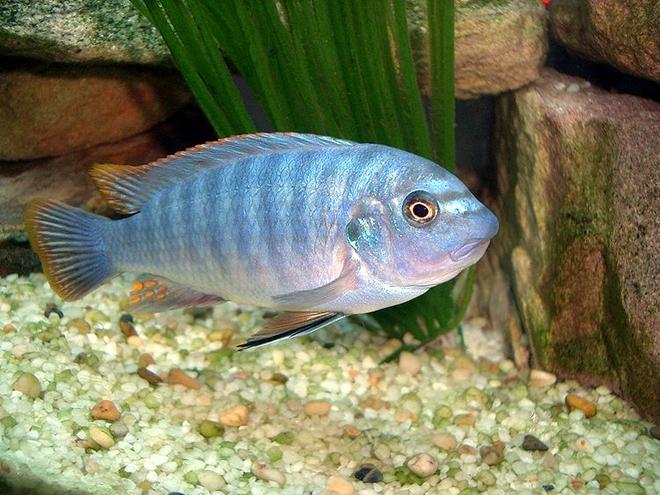 freshwater fish - labidochromis sp. - hongi stocking in 35 gallons tank - magiver