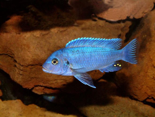 freshwater fish - maylandia callainos - blue cobalt cichlid stocking in 64 gallons tank - Maylandia Callianos 'cobalt Blue'