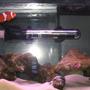 3 gallons saltwater fish tank (mostly fish, little/no live coral) - my mini saltwater aquarium