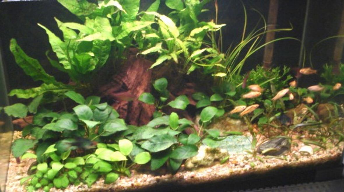 22 gallons planted tank (mostly live plants and fish) - just a update on the picture of my tank that i use to have on this site. this is my 1st attempt of a nature aquarium. curently trying to grow java moss in the blue patch in the middle.