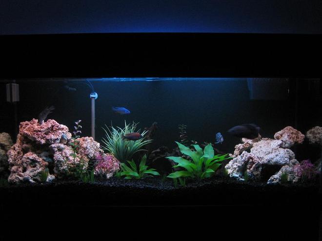 30 gallons freshwater fish tank (mostly fish and non-living decorations) - 125 Gallon Front View (5-14-06)