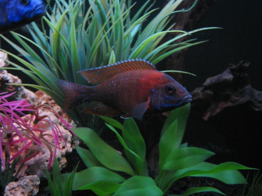 Rated #1328: Freshwater Fish - Aulonocara Rubescens - Ruby Red Peacock Stocking In 30 Gallons Tank - 4" Red Peacock