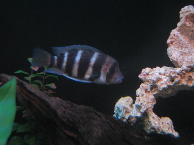 freshwater fish - cyphotilapia frontosa - frontosa cichlid stocking in 30 gallons tank - 4" Frontosa