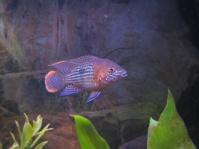 freshwater fish - aequidens rivulatus - green terror stocking in 30 gallons tank - 2.5" Gold Saum/Green Terror