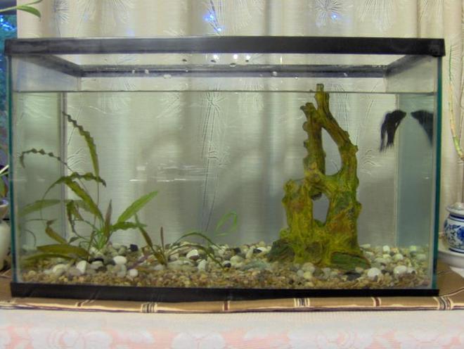 38 gallons freshwater fish tank (mostly fish and non-living decorations) - Some very nice men in white coats came and said they wanted to show me my new padded fish tank.