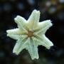 corals inverts - asterina star - Asterina sea star up close and personal