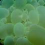 corals inverts - plerogyra sinuosa - bubble coral, white - Plerogyra- Bubble coral