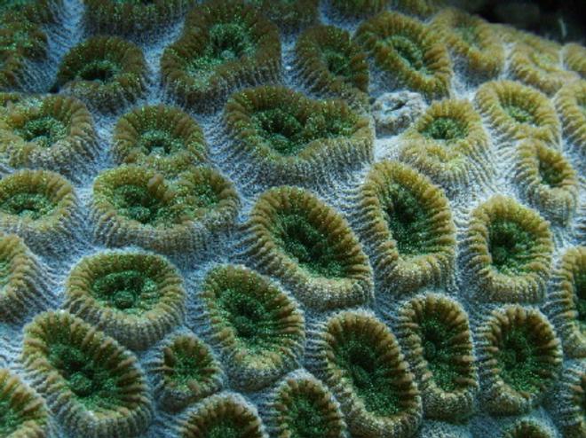corals inverts - favites sp. - super green favia brain - Favia- powder blue