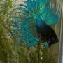 freshwater fish - betta splendens - crown tail betta stocking in 30 gallons tank - is is my third betta