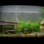 30 gallons planted tank (mostly live plants and fish) - Aqua one 30 Gallon monster