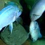 freshwater fish - maylandia callainos - blue cobalt cichlid stocking in 75 gallons tank - Fighting Females. Pseudotropheus zebra cobalt