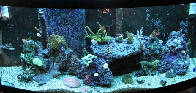 72 gallons reef tank (mostly live coral and fish) - -s0da-'s Tank
72 gn RR Bowfront, 20gn Sump, 4x96wt PC lights, 80lbs LR, 1650gph Closed loop system.