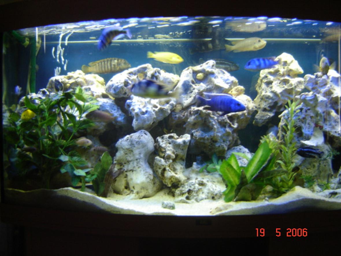 70 gallons freshwater fish tank (mostly fish and non-living decorations) - Jewel Vision 260 tank with Malawi Mbuna Cichlids