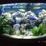 70 gallons freshwater fish tank (mostly fish and non-living decorations) - Jewel Vision 260 tank with Malawi Mbuna Cichlids