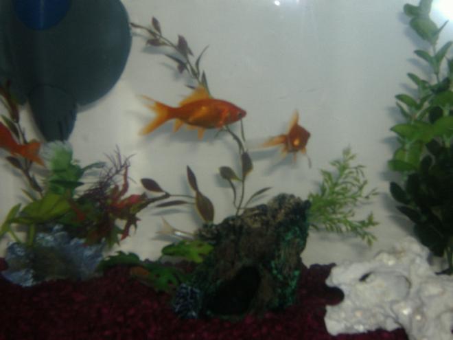 freshwater fish - carassius auratus - fantail goldfish stocking in 5 gallons tank - My Fish tank and my two fish Ellie And Maddie, the other fish are hiding LOL hope you like !! :)