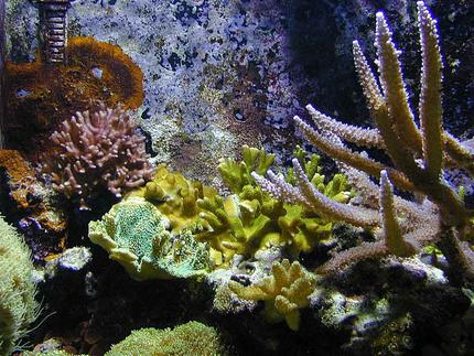 corals inverts - seriatopora hystrix - birdsnest coral stocking in 180 gallons tank - Coral Cluster