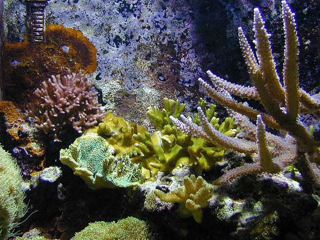 corals inverts - seriatopora hystrix - birdsnest coral stocking in 180 gallons tank - Coral Cluster