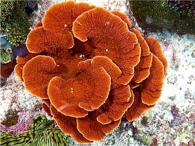 corals inverts - montipora capricornis - leaf plate montipora coral stocking in 180 gallons tank - Montipora capricornis