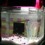 2 gallons freshwater fish tank (mostly fish and non-living decorations) - tank with jewerly in the night