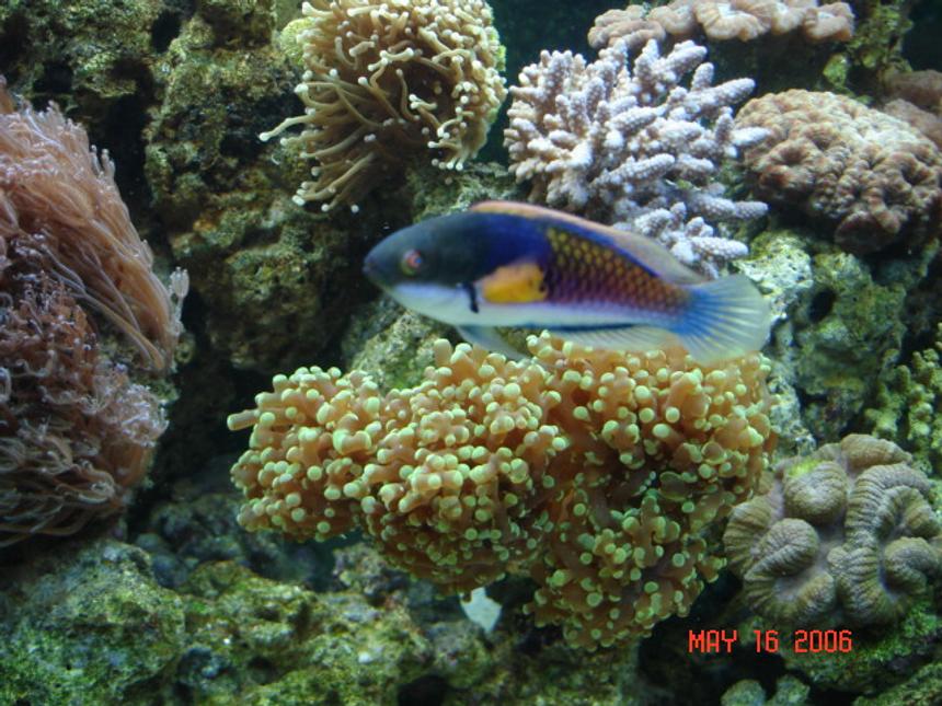 Rated #32: Saltwater Fish - Cirrhilabrus Solorensis - Fairy Wrasse Stocking In 90 Gallons Tank - Blue Fairy Wrasse swimming past a frog spawn coral