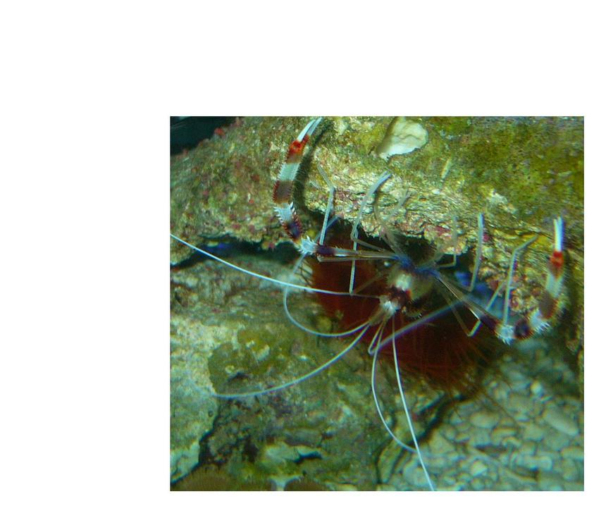 Rated #44: Corals Inverts - Stenopus Hispidus - Coral Banded Shrimp Stocking In 60 Gallons Tank - My Coral Banded Shrimp, infront of my Flame Scallop with some button polyps at the bottom