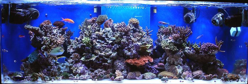 Rated #35: 180 Gallons Reef Tank - 180g BB SPS/lps tank