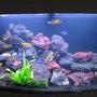 40 gallons freshwater fish tank (mostly fish and non-living decorations) - Juwel Vision 180 : Lake Malawi setup