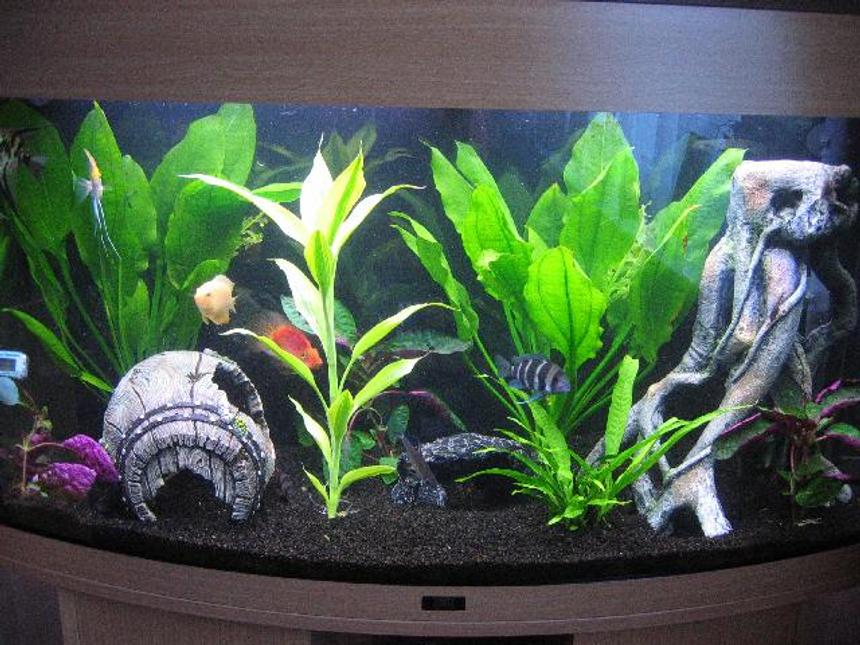 Rated #145: 40 Gallons Planted Tank - Juwel Vision 180 : Blood Parrot, Frontosa, Gold Severum, Angelfish, Clown Loaches, False Zebra Pleco