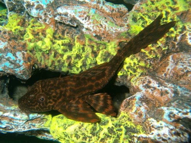freshwater fish - pseudoacanthicus leopardus - redtail leopard pleco (l-114) stocking in 20 gallons tank - plecosaurus