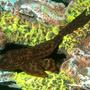 freshwater fish - pseudoacanthicus leopardus - redtail leopard pleco (l-114) stocking in 20 gallons tank - plecosaurus