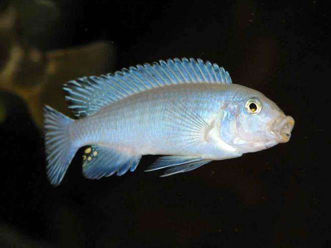 freshwater fish - pseudotropheus socolofi - powder blue cichlid stocking in 50 gallons tank - Pseudotropheus socolofi in action...