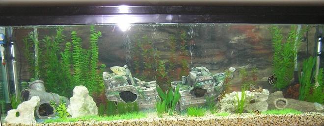 110 gallons freshwater fish tank (mostly fish and non-living decorations) - my 6' tank in all its glory