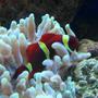 saltwater fish - premnas biaculeatus - yellowstripe maroon clownfish stocking in 46 gallons tank - clown and his home