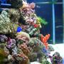 46 gallons reef tank (mostly live coral and fish) - Side view