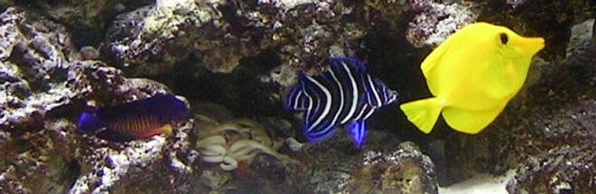 saltwater fish - pomacanthus semicirculatus - koran angelfish stocking in 55 gallons tank - my koran angel yawning....sweeet, yellow tang and coral beauty