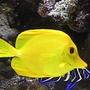 saltwater fish - zebrasoma flavescens - yellow tang - hawaii stocking in 55 gallons tank - my yellow tang and koran angel