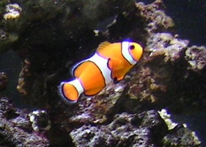 saltwater fish - amphiprion ocellaris - ocellaris clownfish stocking in 55 gallons tank - my clown fish