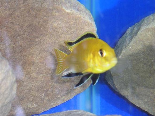 freshwater fish - labidochromis caeruleus - electric yellow cichlid stocking in 38 gallons tank - labitachromis