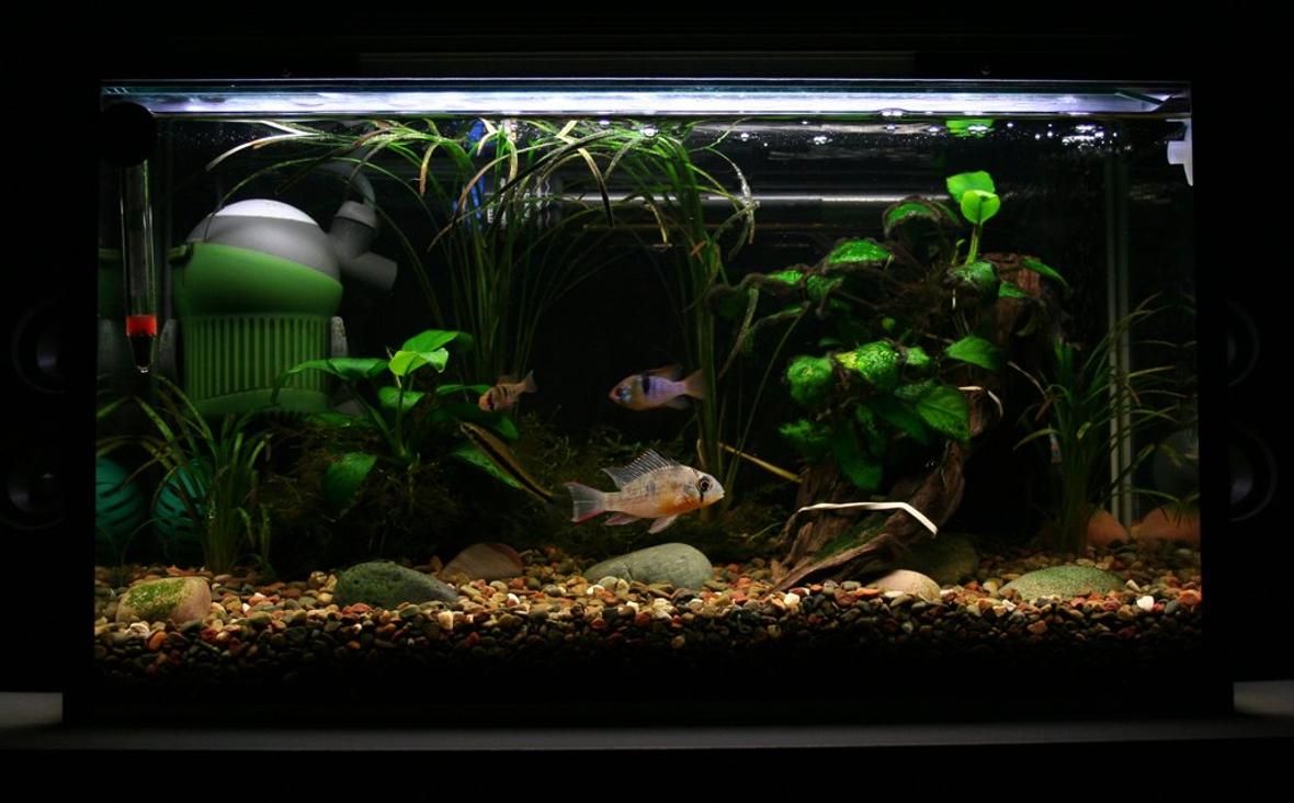 5 gallons freshwater fish tank (mostly fish and non-living decorations) - tank 3