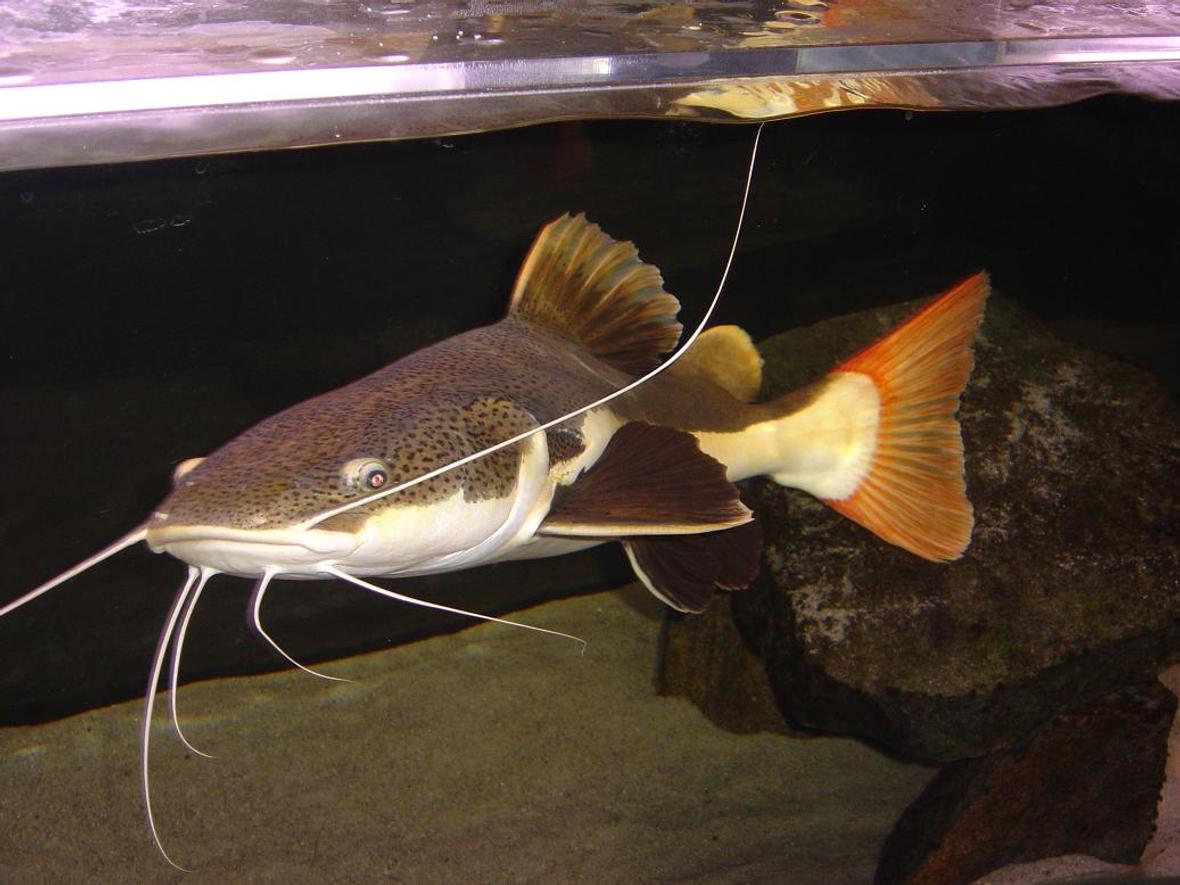 freshwater fish - arius jordani - columbian shark stocking in 180 gallons tank - 30" RTC