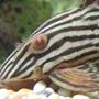 freshwater fish - panaque nigrolineatus - gold royal pleco (l-027) - Royal Plecostomus, lives in a 400L Juwel tank with 10 other plecs, a psuedodoras niger, 2 angels, 5 cories and some plants and stuff